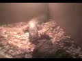 Monitor Lizard Eats Goliath Birdeater