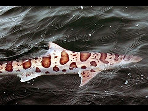 how to bleed leopard shark