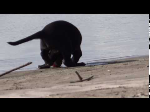 Labrador Retriever puppy