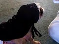 Burkini for your female Islamadog           $15.95