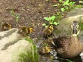 Click here to watch this video カモの親子２／岩手県盛岡市