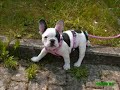 Mein Engel *französische Bulldogge* Mein Engel *französische Bulldogge*