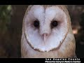 Hopi The Barn Owl