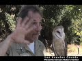 Hopi the Barn Owl