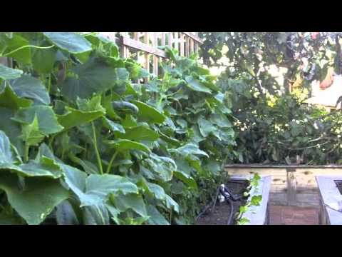 how to fertilize cucumber plants