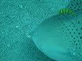 Leopard Shark Sleeping Leopard Shark Sleeping