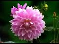 SHANAVAS DREMS SONG SHANAVAS DREMS SONG