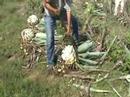 how to harvest agave syrup