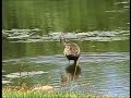 Limpkin feeding calling (Aramus guarauna) Florida Limpkin feeding calling (Aramus guarauna) Florida