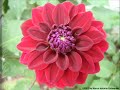 Flores da Rainha Vol I