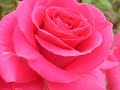 deja una rosa en tu balcon-los acosta