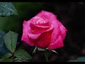 deja una rosa en tu balcon-los acosta