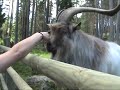 Lycksele djurpark Lycksele djurpark