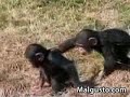 Rivalidad entre hermanos chimpances