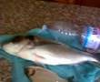 Pesca a Procida orata di 3,5 kg fantastica lenza barca mare