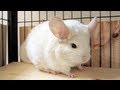 A Chinchilla's Favorite Spot!