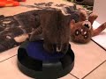 Baby Bobcat 6 Baby Bobcat 6