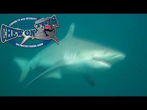 bull shark