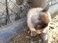 Watch 'Flipa peinandose      - YouTube'