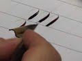 Pointed Pen Copperplate Calligraphy 04 Pointed Pen Copperplate Calligraphy 04