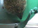 Erizo Com�n - Erinaceus europaeus