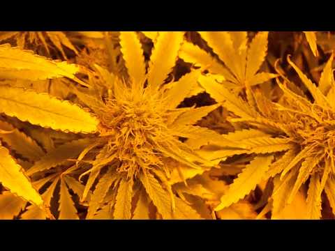 how to harvest hydroponic weed