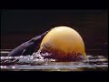 Freaks of Nature: Self Inflating Fish
