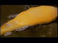 Freaks of Nature: Self Inflating Fish