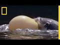 Freaks of Nature: Self Inflating Fish