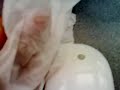 How To Clean Your Apple Mighty Mouse Scroll wheel roller