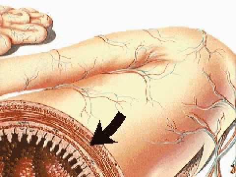 How the Body Works : The Small Intestine