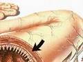How the Body Works : The Small Intestine