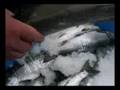 Alaska Salmon Quality Control Standards Egegik, Bristol Bay