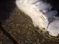 muddy shoes