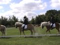 Mazzel haflinger M 4-tal Hoogland (Mazzel loopt kreupel)