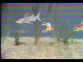 waterville clip