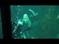 Video: Is it a dance? An embrace? Amazing encounter between wolf eel and volunteer diver. http://t.co/0enGgV6pEI @CrystalOnAir