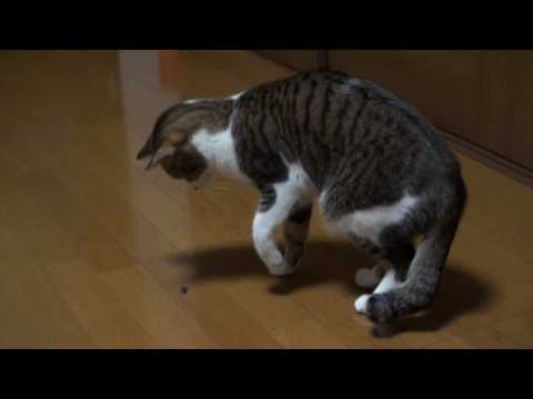 「[ネコ]カメムシをクンカクンカした猫ちゃん、あまりの臭さにビクビクッ。」のイメージ