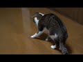 [ネコ]カメムシをクンカクンカした猫ちゃん、あまりの臭さにビクビクッ。のサムネイル