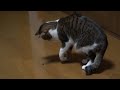 [ネコ]カメムシをクンカクンカした猫ちゃん、あまりの臭さにビクビクッ。のサムネイル2