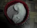 Lillo Kitty 6 Lillo Kitty 6