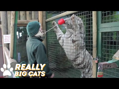 White Tiger