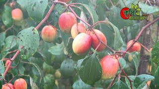 কাস্মেরি আপেল কুল(Kashmeri-Apple-Kul)- ৮ বিঘায় ৫০ লক্ষ টাকার কুল- বাগান হয়ে গেছে পর্যটনকেন্দ্র