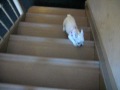 Tchotchke Goes Up the Stairs