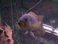 Red Tiger Motaguense (male)