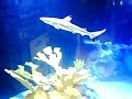Fish Planet Aquarium: Black Tip Reef Sharks