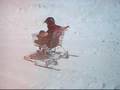 Shopping cart halfpipe