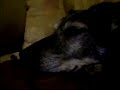 bill-trying-to-chill-to-little-walter-hound-dog-blues.html