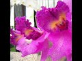 Fleurs of Keukenhof (III)