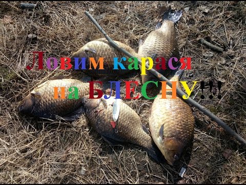как поймать крупных карасей видео как поймать крупных карасей видео